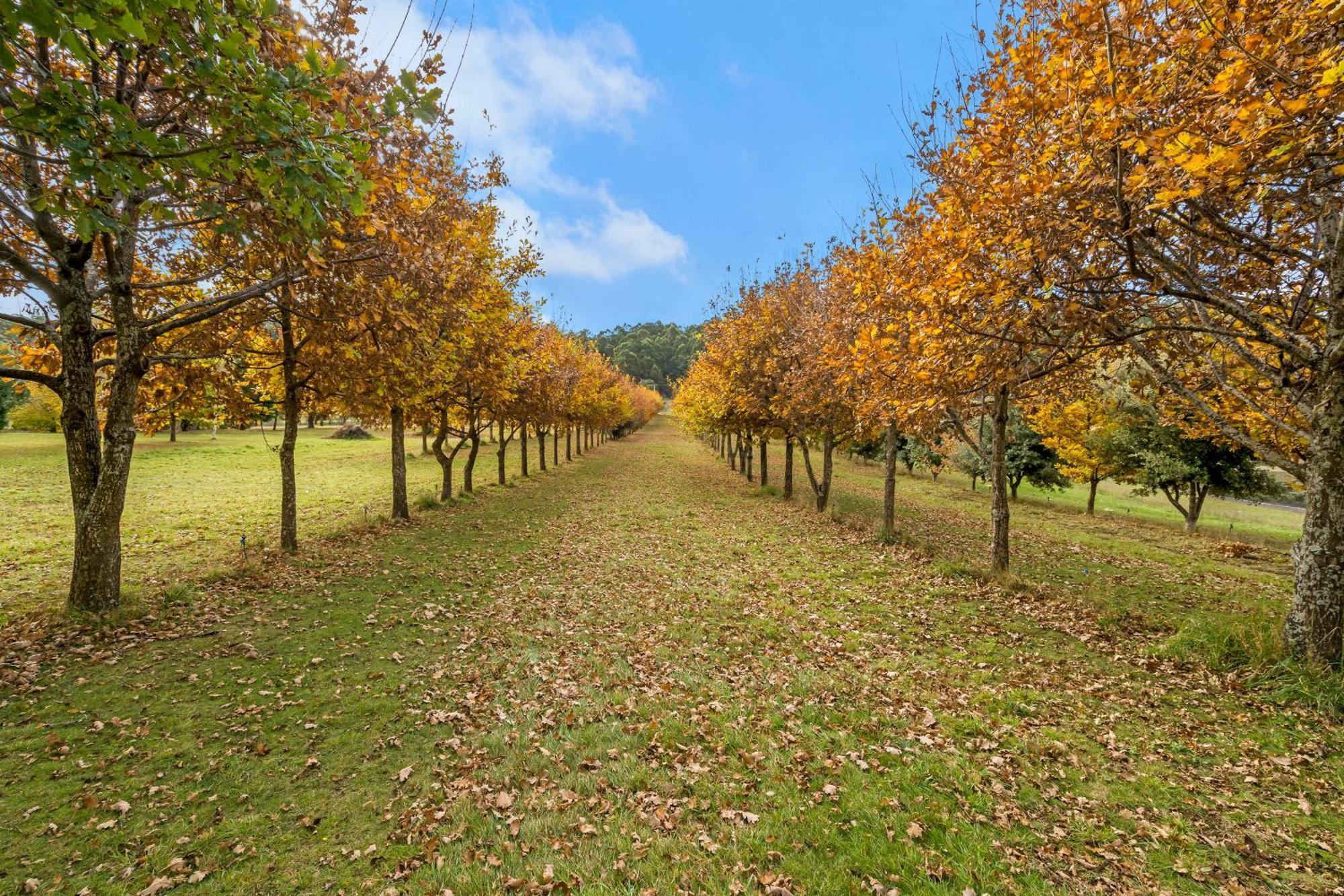 Blackwood Park Cottages Mole Creek Esterno foto