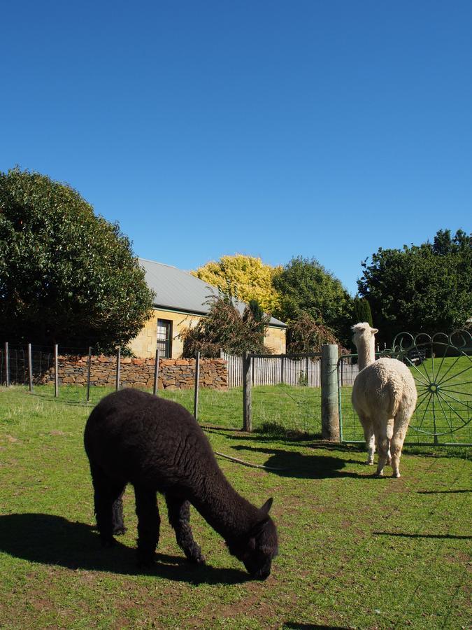 Blackwood Park Cottages Mole Creek Esterno foto